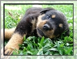 S�odki, szczeniak, Rottweiler